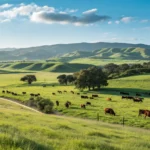 trump meat import plan angers ranchers