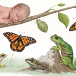 animal shape shifting research work