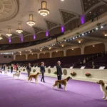westminster crowns best in show