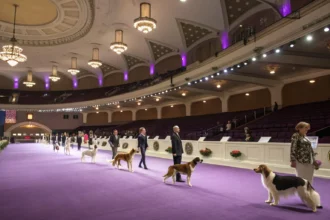 westminster crowns best in show