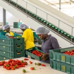 jamaican manufacturers face chilli pepper shortage