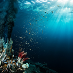 deep sea vents sunlight discovery