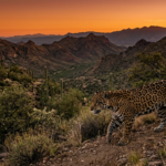 jaguar sightings raise hopes arizona