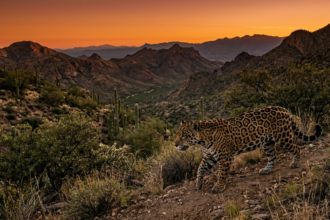 jaguar sightings raise hopes arizona