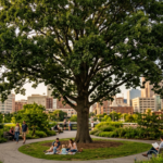 mature trees benefit cities most