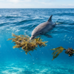 dolphin feeding claim lacks details