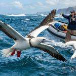 high tech tags track boobies sea